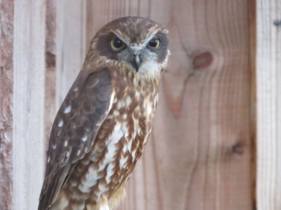 Ninox 